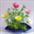 Portulaca or Pigweed